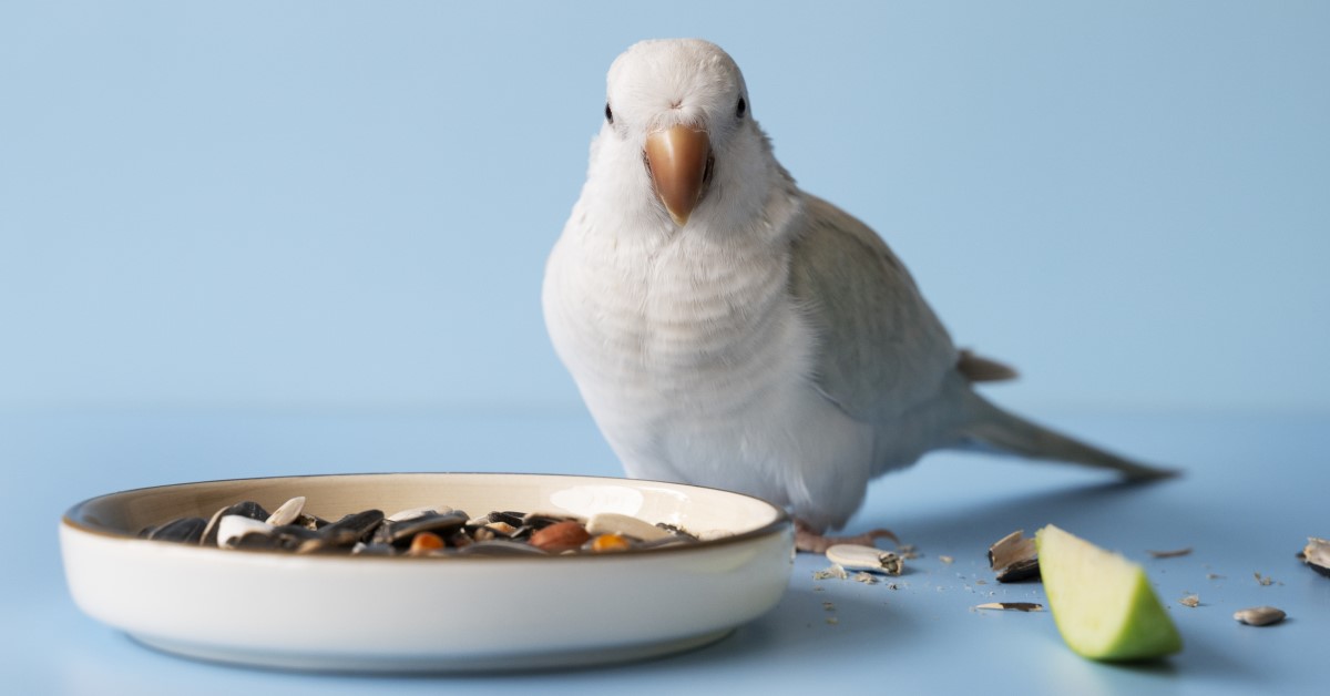 7 Healthy Bird Treats Your Pet Will Love